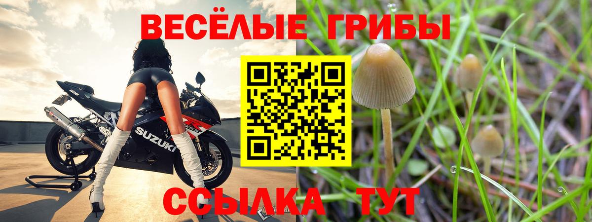как найти   Вход с VPN  Шелехов  Псилоцибиновые грибы Cubensis 